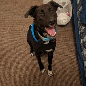 Meet your Posher, Josh